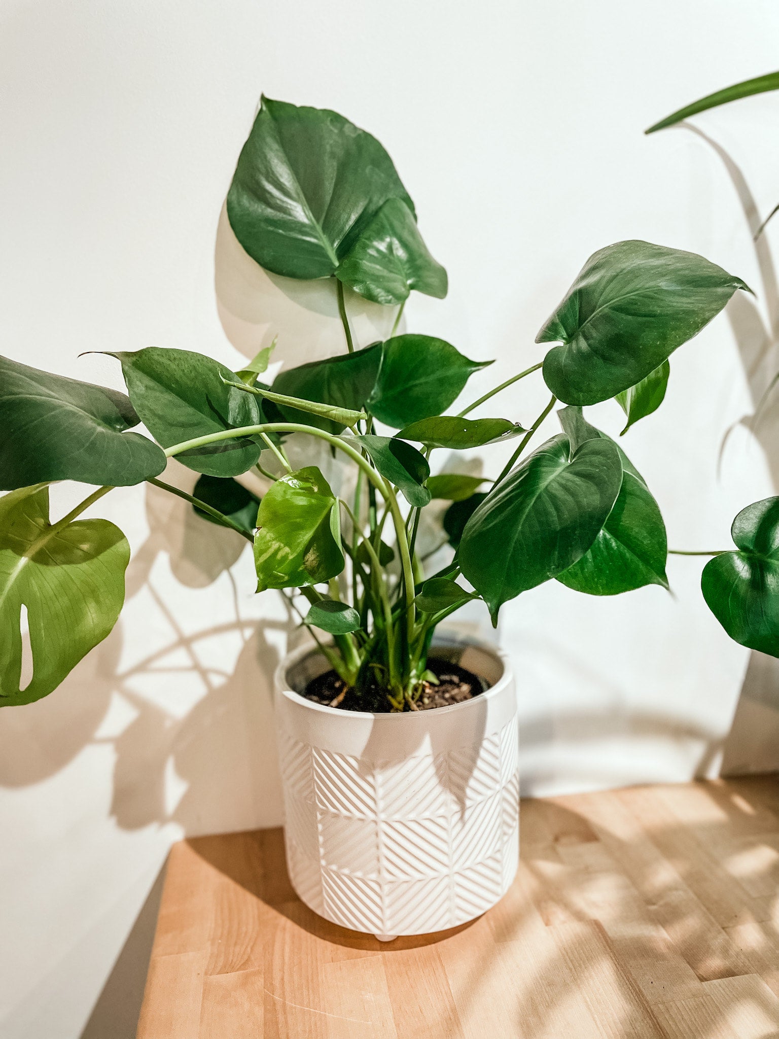Philodendron-Monstera Deliciosa | Plant People Shop