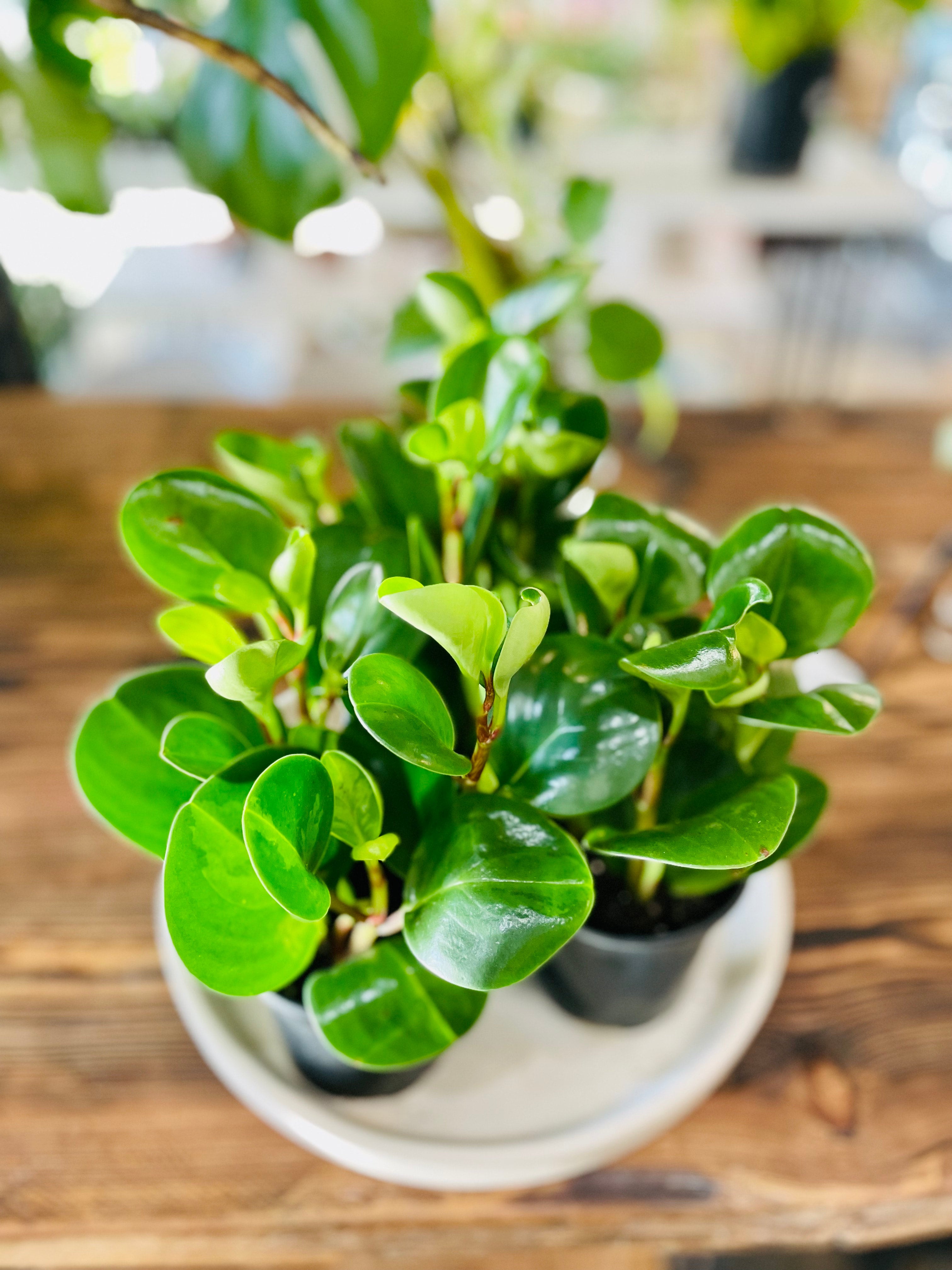 Obtusifolia Peperomia | Plant People Shop