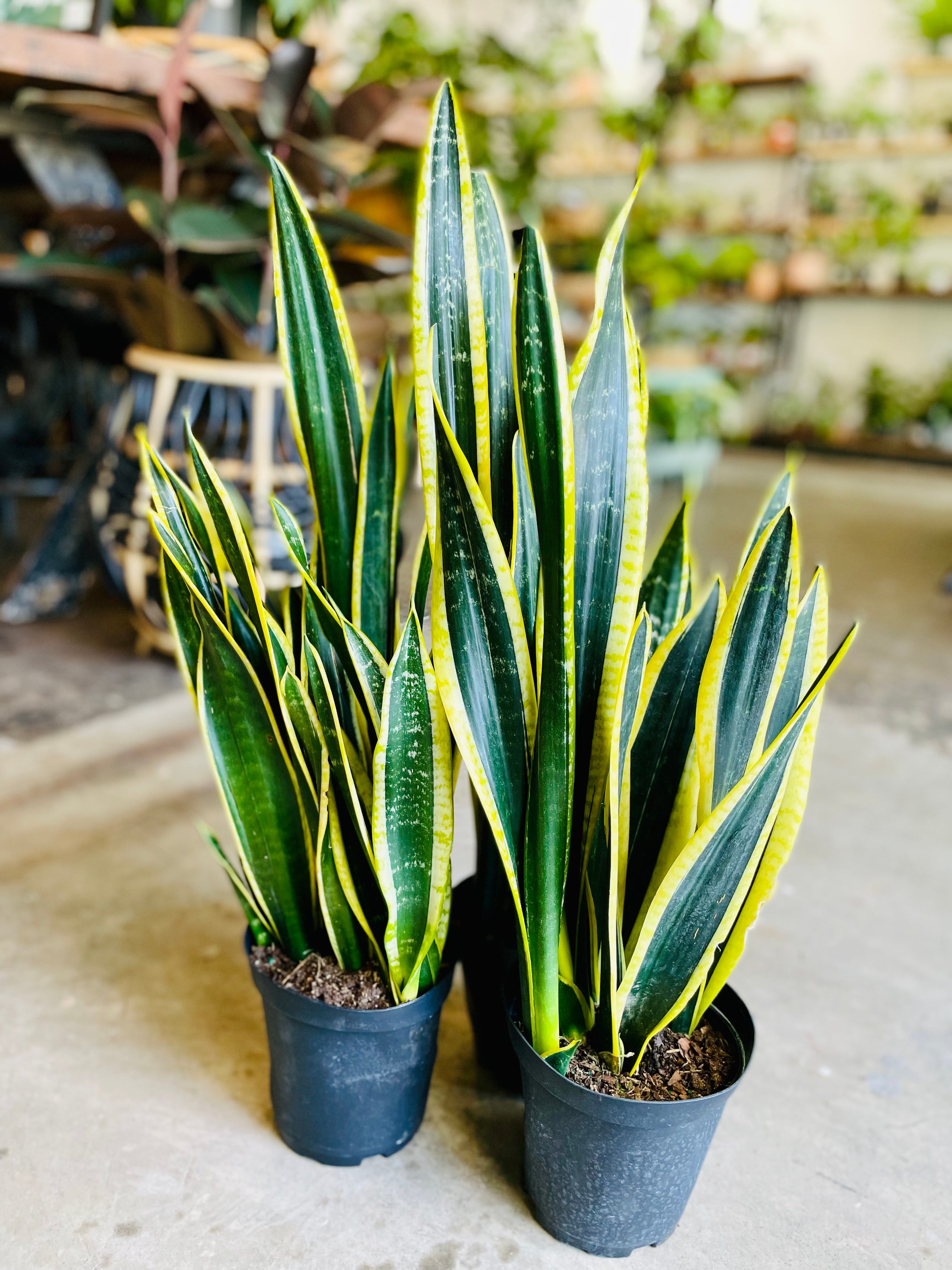 Sansevieria Black Gold | Plant People Shop