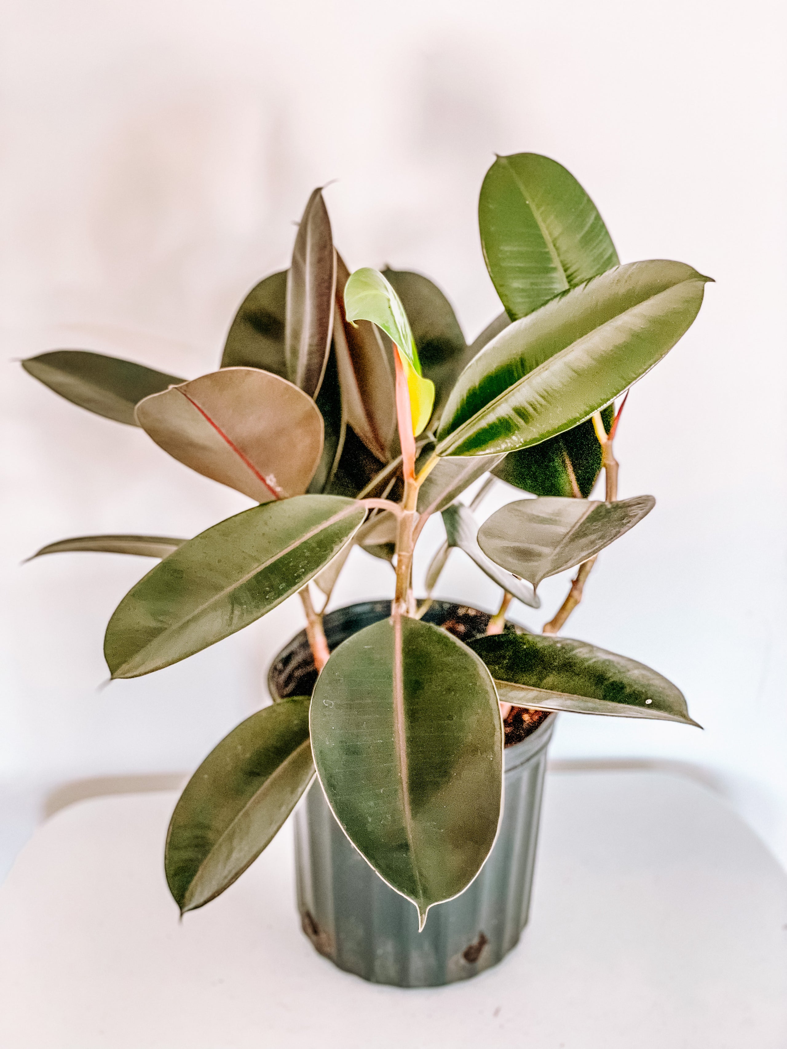 care of burgundy rubber plant